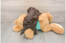 Sweet Shih Poo Baby