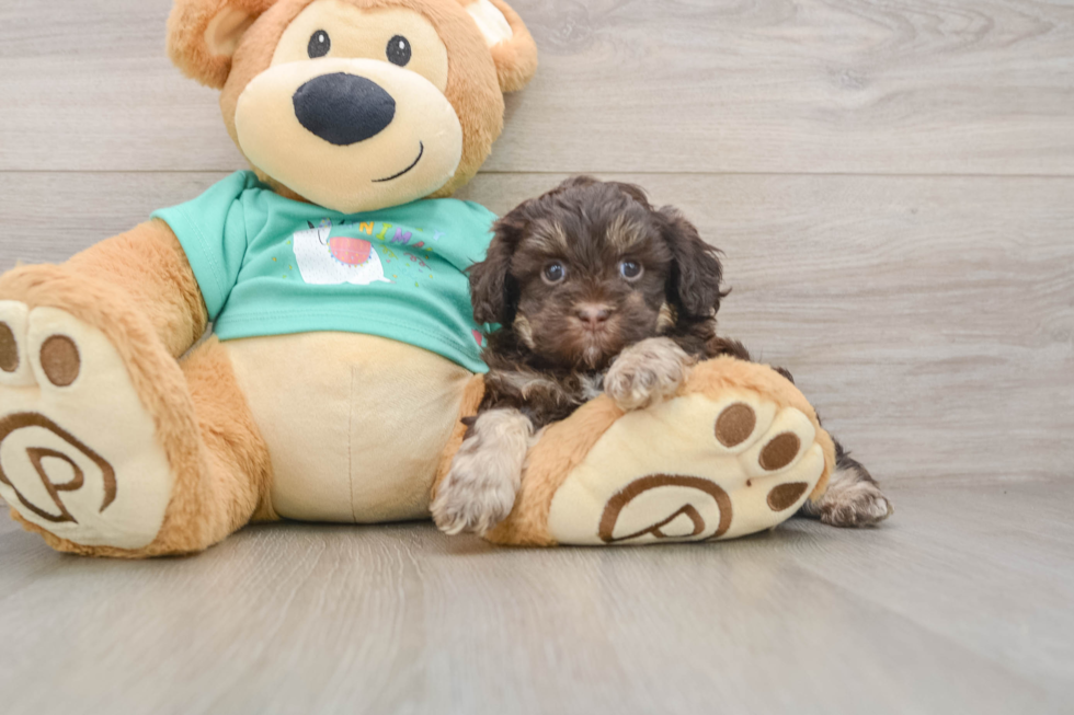 Popular Shih Poo Poodle Mix Pup