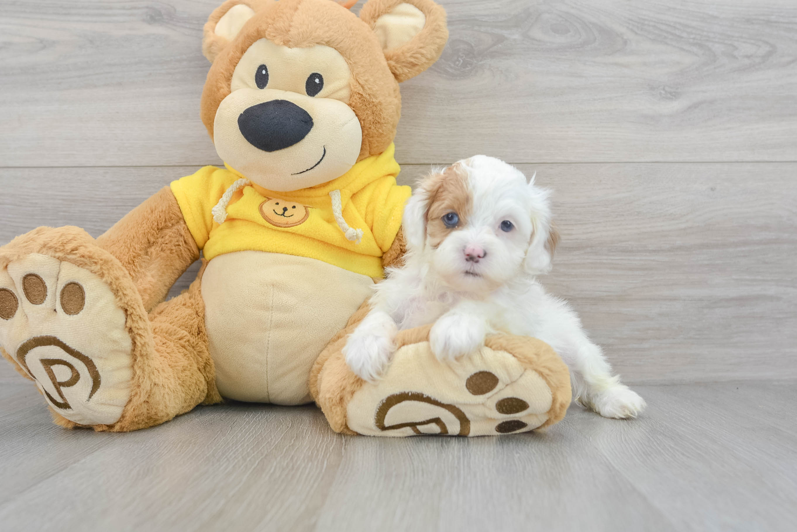 Teddy poo puppies outlet for sale