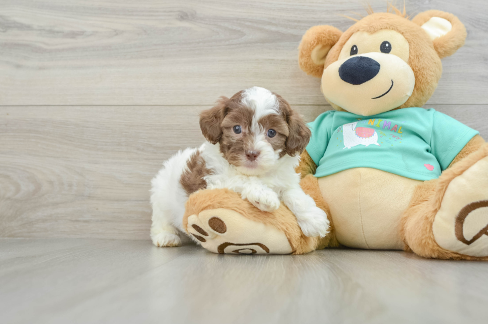 5 week old Shih Poo Puppy For Sale - Florida Fur Babies