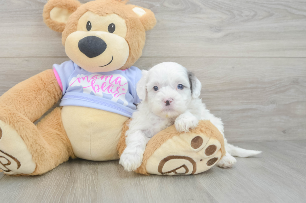 5 week old Shih Poo Puppy For Sale - Florida Fur Babies