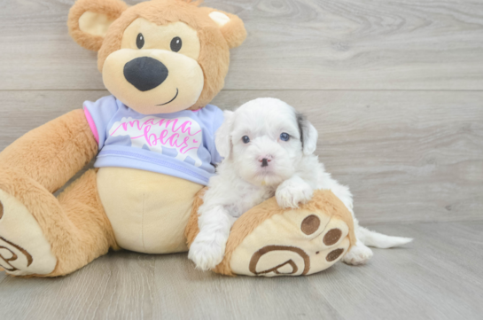 Cute Shih Poo Baby