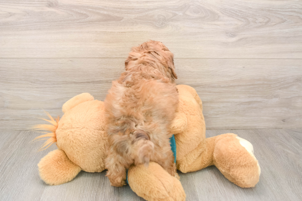 Cute Shih Poo Baby