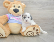 8 week old Shih Poo Puppy For Sale - Florida Fur Babies