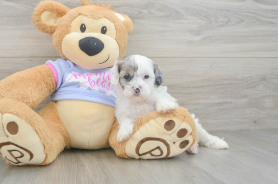 Best Shih Poo Baby