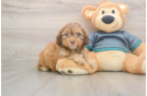 Shih Poo Puppy for Adoption