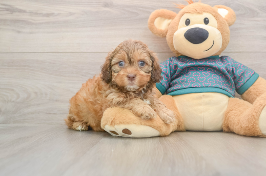 Shih Poo Puppy for Adoption