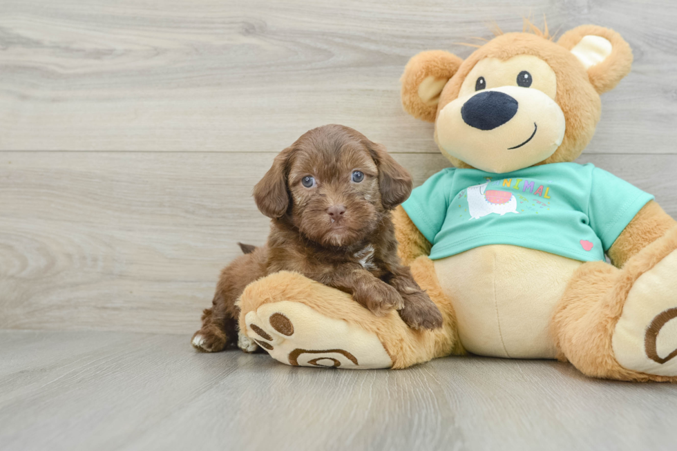 Shih Poo Pup Being Cute