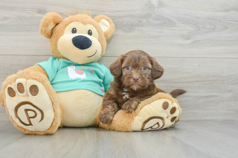 5 week old Shih Poo Puppy For Sale - Florida Fur Babies