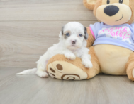 6 week old Shih Poo Puppy For Sale - Florida Fur Babies