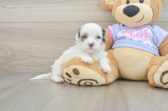 Best Shih Poo Baby