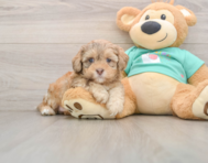 5 week old Shih Poo Puppy For Sale - Florida Fur Babies