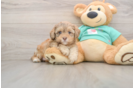 Shih Poo Pup Being Cute