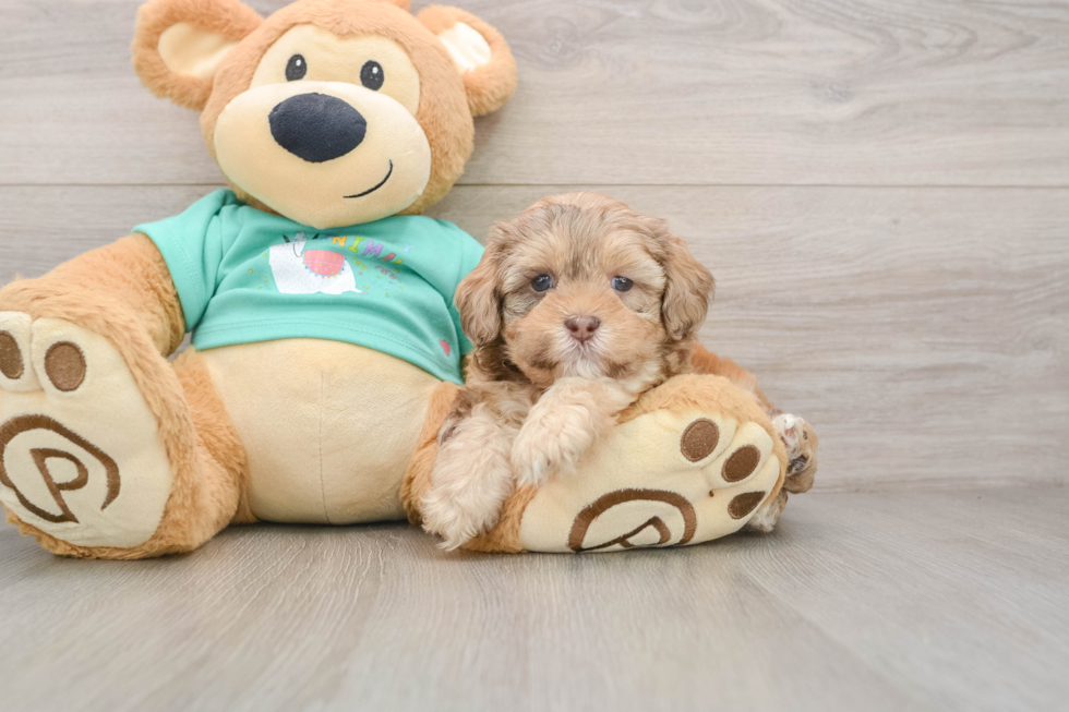 Popular Shih Poo Poodle Mix Pup