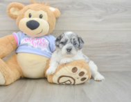 6 week old Shih Poo Puppy For Sale - Florida Fur Babies