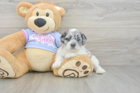 Fluffy Shih Poo Poodle Mix Pup