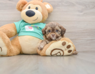 5 week old Shih Poo Puppy For Sale - Florida Fur Babies