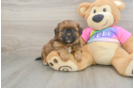 Best Shih Poo Baby