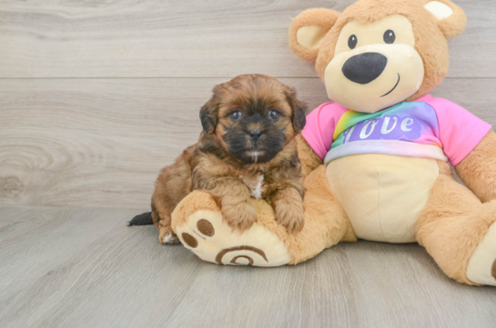 Best Shih Poo Baby
