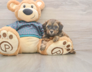5 week old Shih Poo Puppy For Sale - Florida Fur Babies