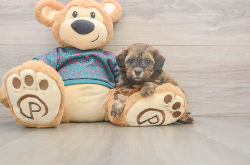 5 week old Shih Poo Puppy For Sale - Florida Fur Babies