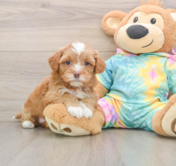 5 week old Shih Poo Puppy For Sale - Florida Fur Babies