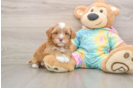 Cute Shih Poo Baby