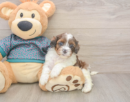 5 week old Shih Poo Puppy For Sale - Florida Fur Babies
