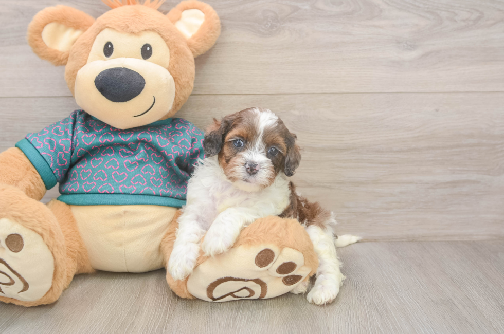 5 week old Shih Poo Puppy For Sale - Florida Fur Babies