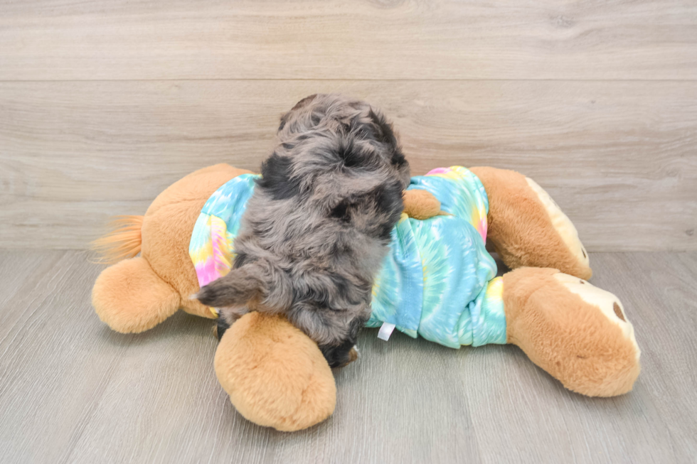 Popular Shih Poo Poodle Mix Pup