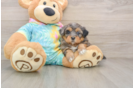 Hypoallergenic Shihpoo Poodle Mix Puppy