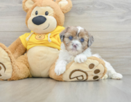 8 week old Shih Poo Puppy For Sale - Florida Fur Babies