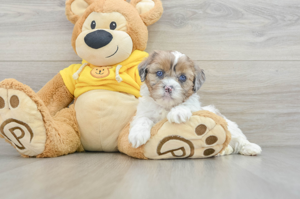 6 week old Shih Poo Puppy For Sale - Florida Fur Babies