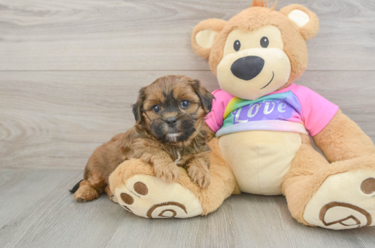 Shih Poo Pup Being Cute