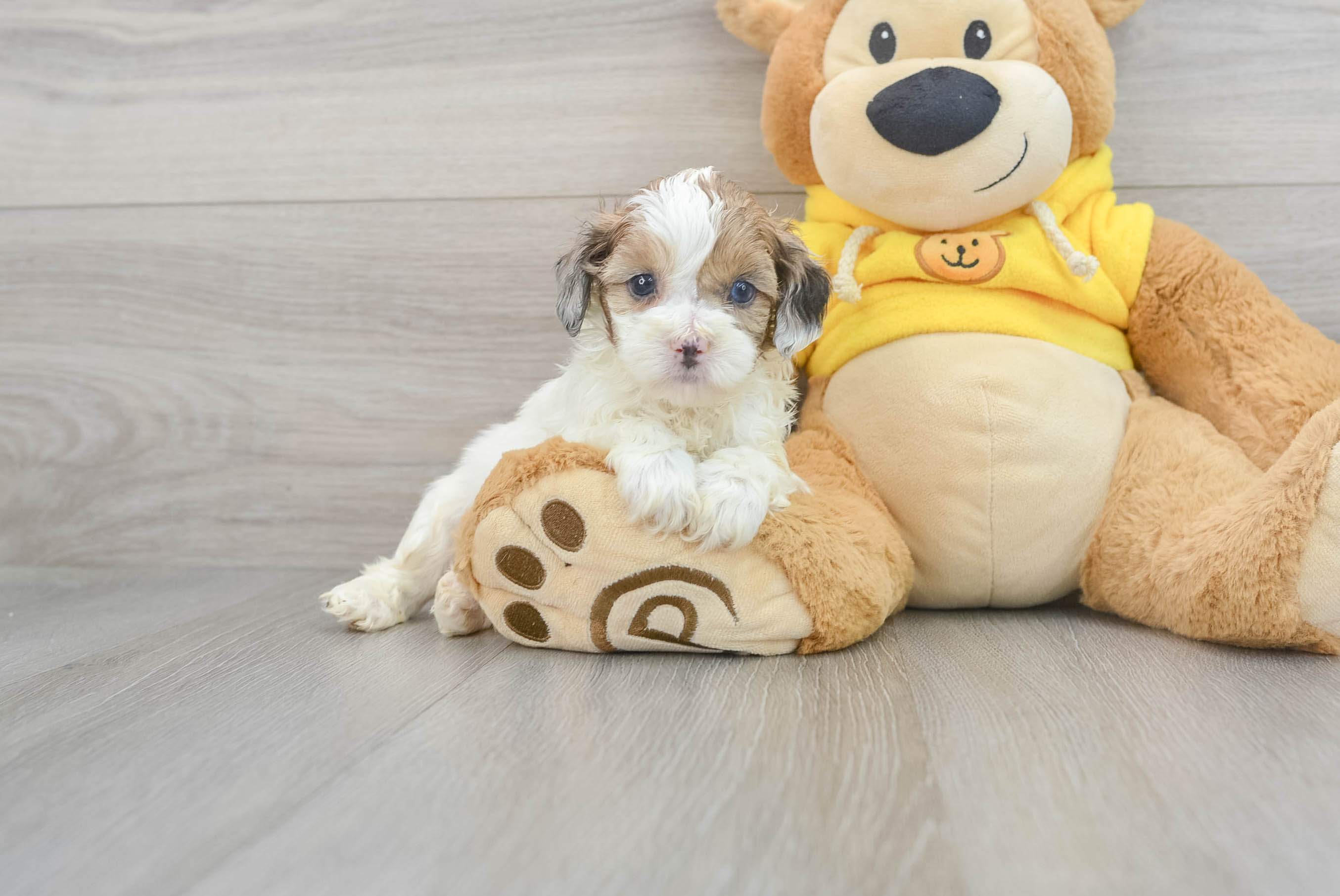 Baby shih hot sale poo puppies