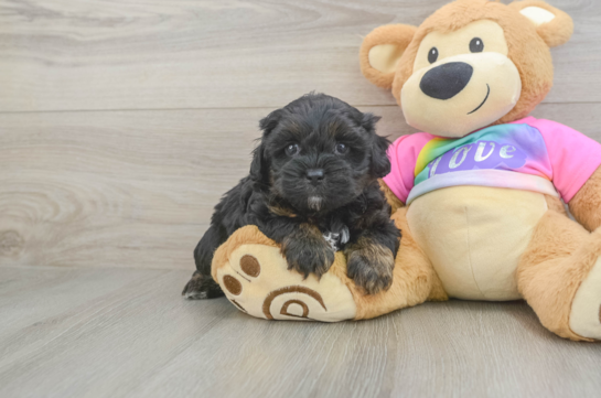 Shih Poo Puppy for Adoption