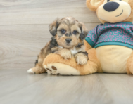 6 week old Shih Poo Puppy For Sale - Florida Fur Babies