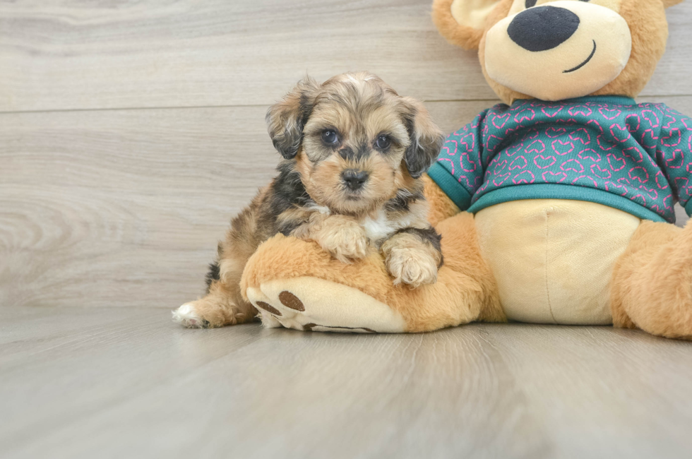 5 week old Shih Poo Puppy For Sale - Florida Fur Babies