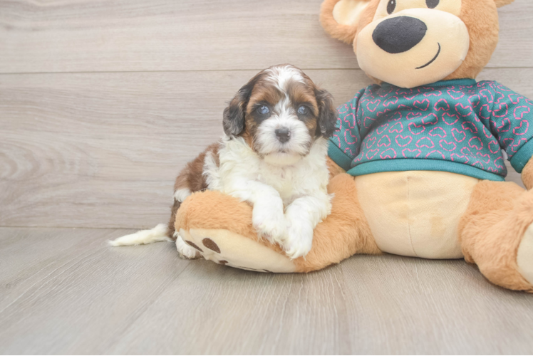 Happy Shih Poo Baby