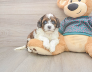 5 week old Shih Poo Puppy For Sale - Florida Fur Babies