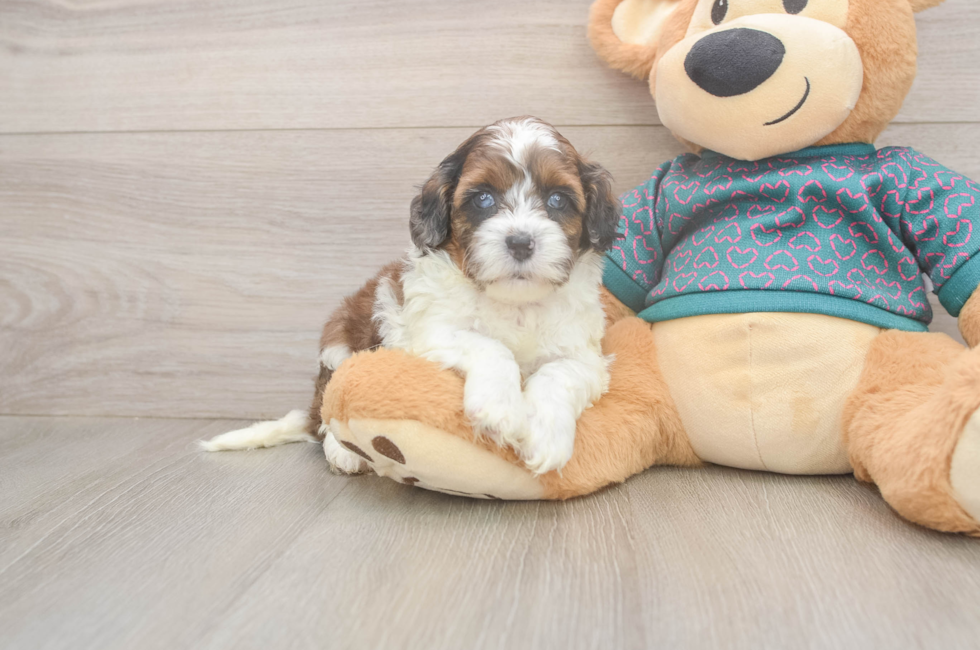 5 week old Shih Poo Puppy For Sale - Florida Fur Babies