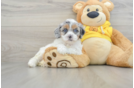 Shih Poo Puppy for Adoption