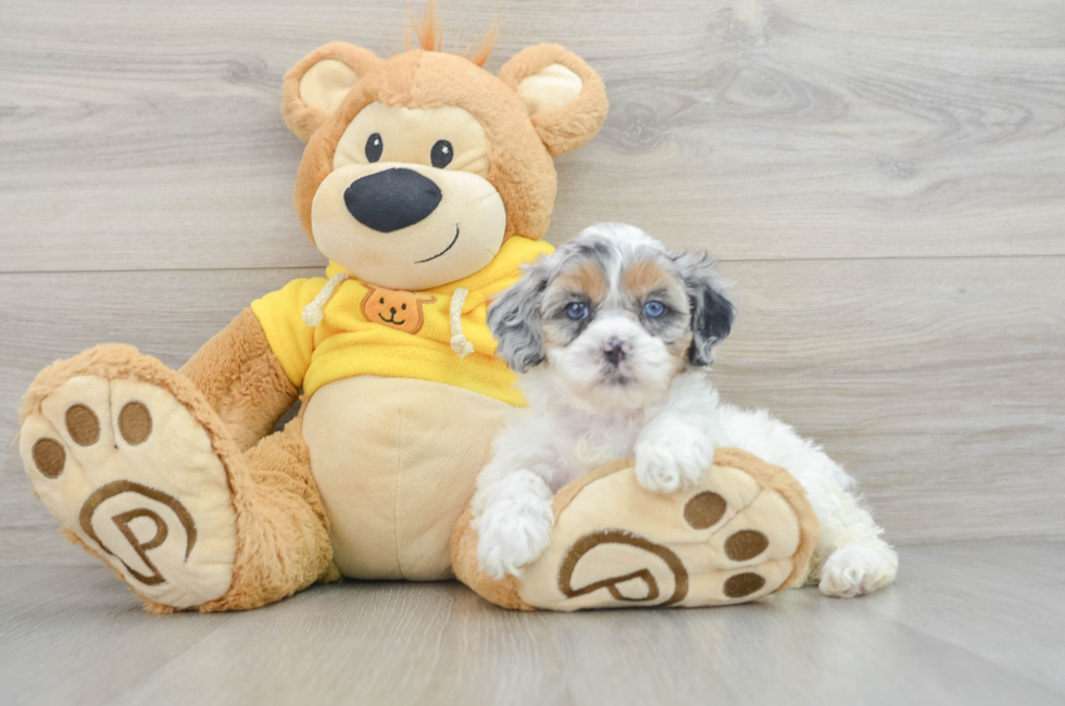 6 week old Shih Poo Puppy For Sale - Florida Fur Babies