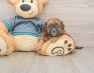 5 week old Shih Poo Puppy For Sale - Florida Fur Babies