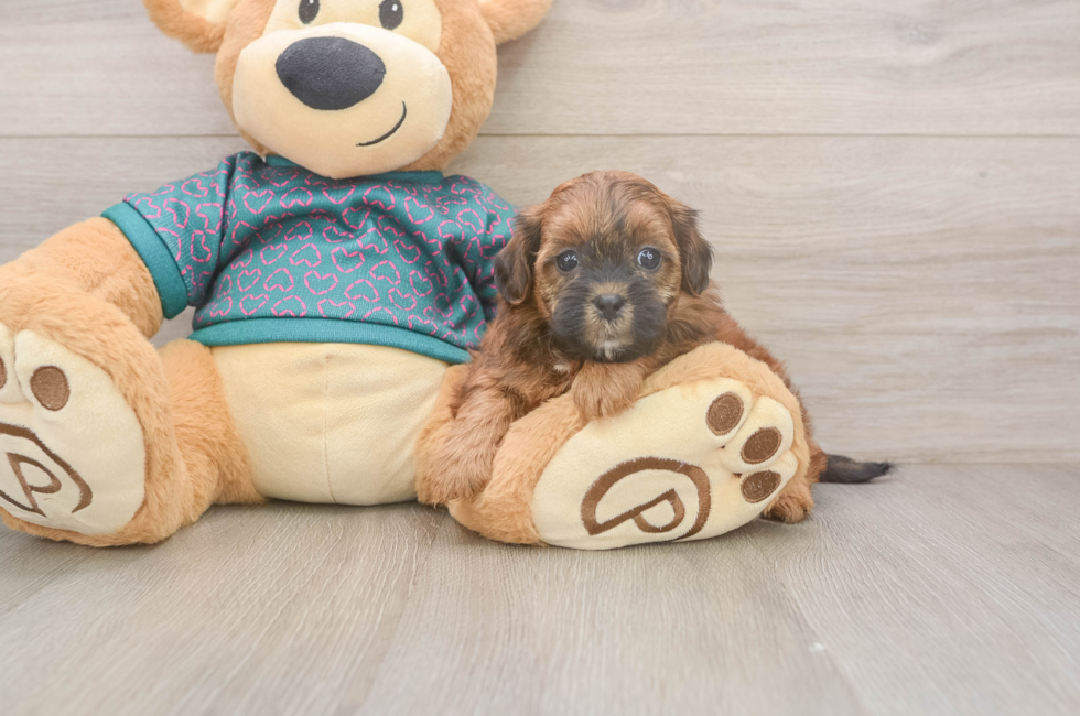 5 week old Shih Poo Puppy For Sale - Florida Fur Babies