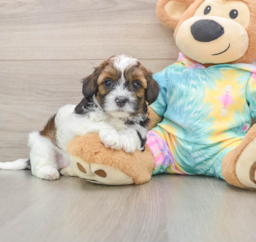 6 week old Shih Poo Puppy For Sale - Florida Fur Babies
