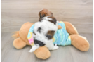Shih Poo Pup Being Cute
