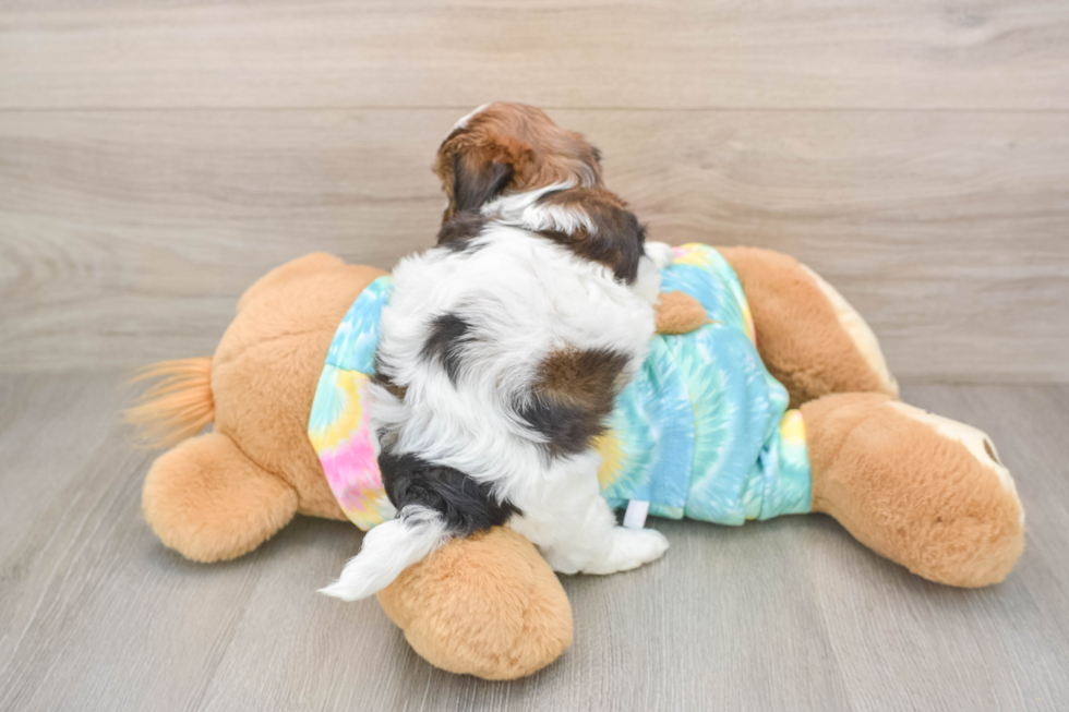 Shih Poo Pup Being Cute