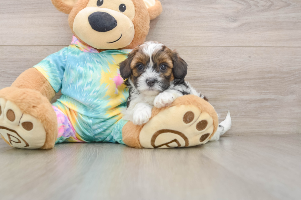 Shih Poo Pup Being Cute
