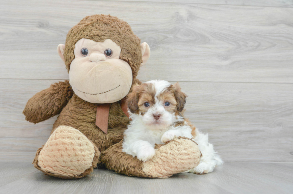 6 week old Shih Poo Puppy For Sale - Florida Fur Babies